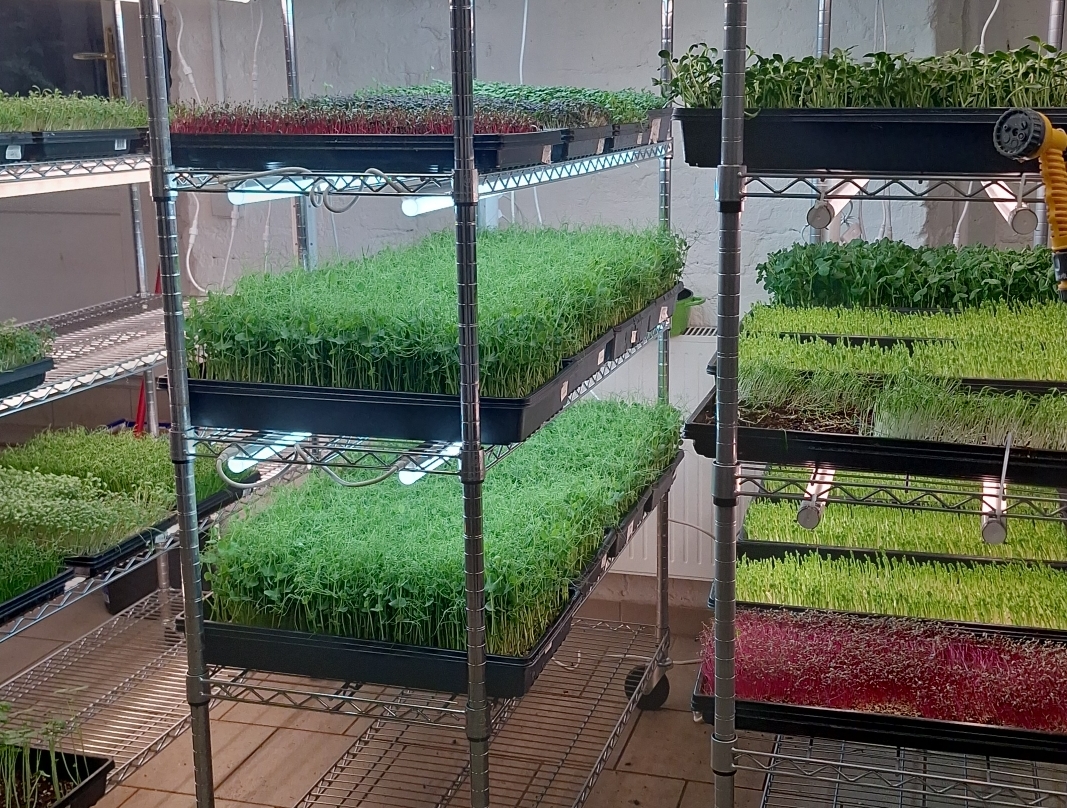 Microgreens varieties on stone