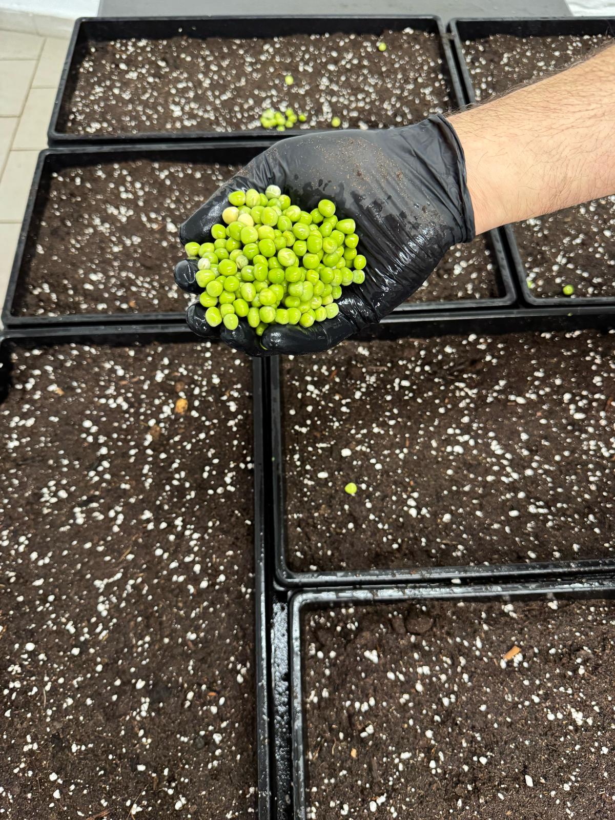 Soil-based growing trays with various seeds