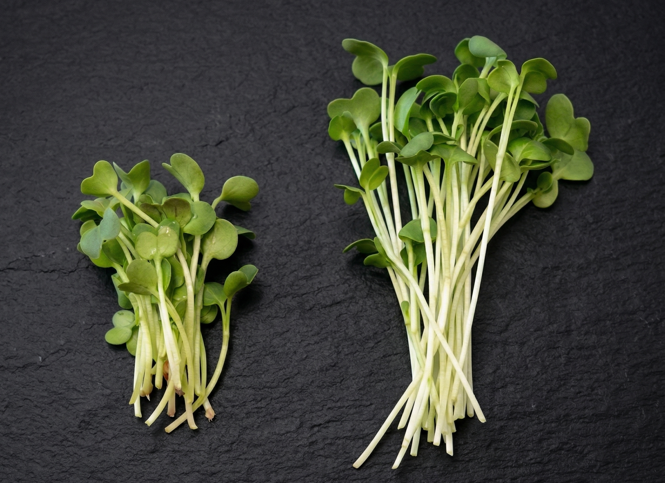 Belarro vs import radish on dark slate