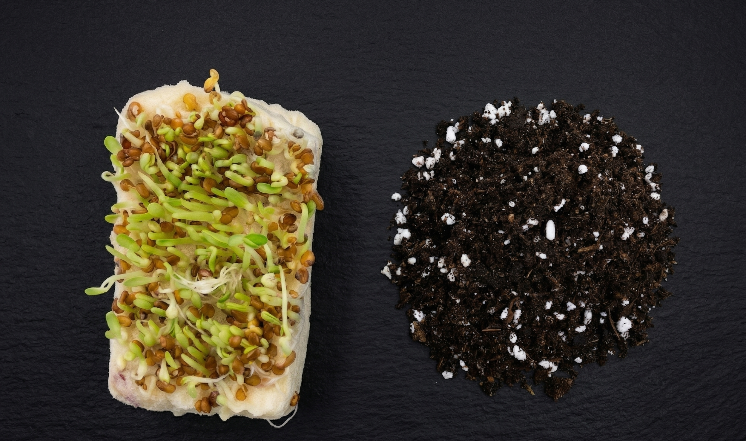Sponge vs soil on dark slate