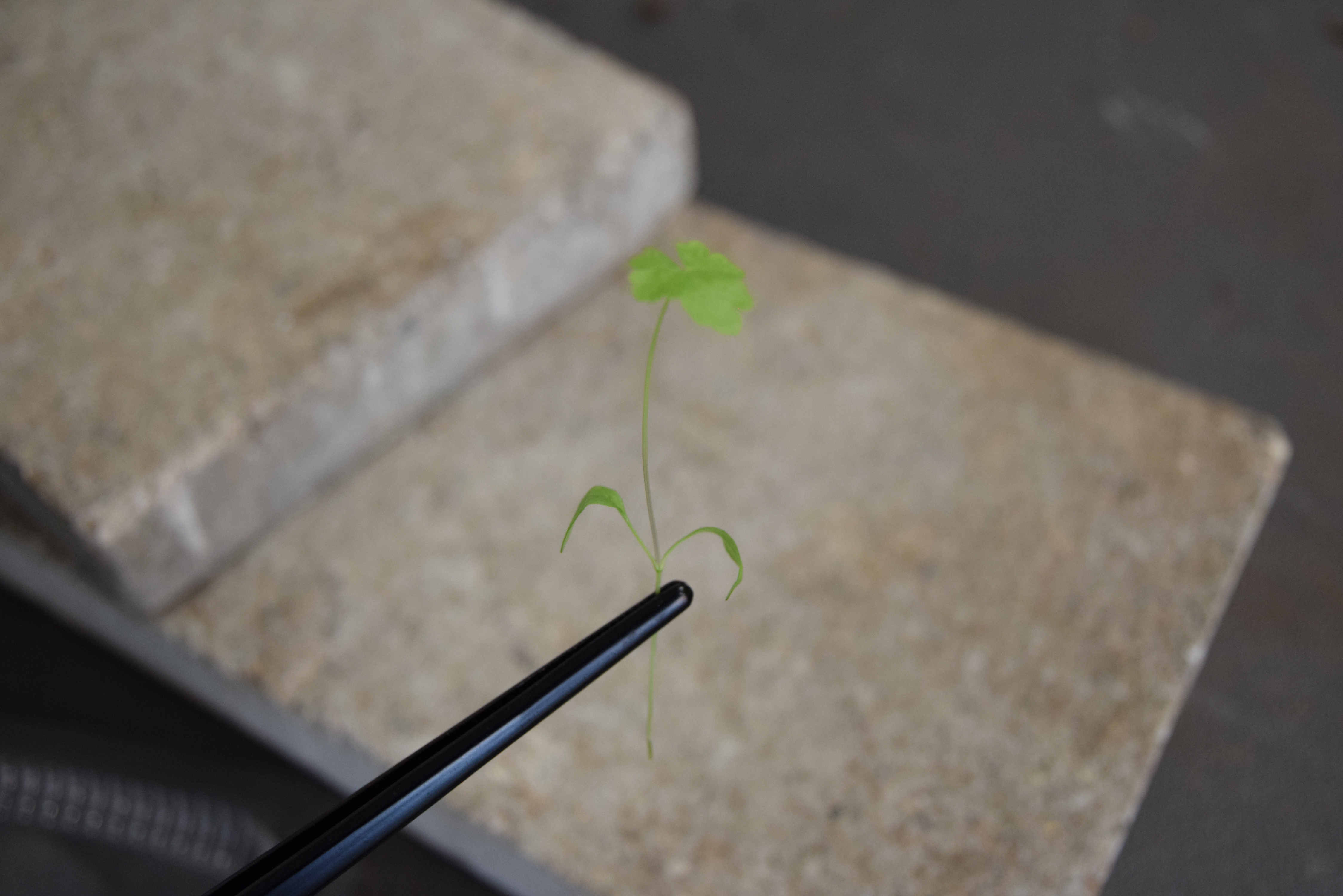 Pea Shoots plated