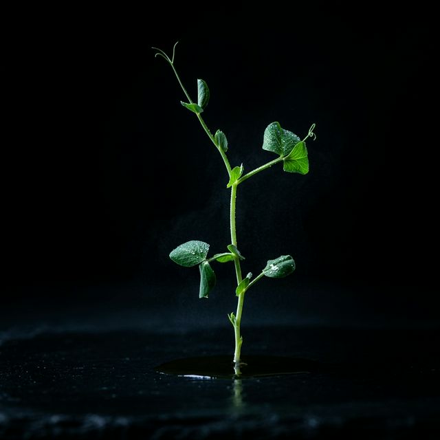 Pea Shoots